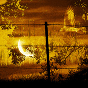 Nighthuntersyellowsmall_card
