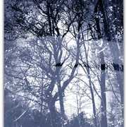 Untitlecd-1_card