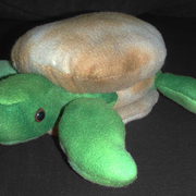 Turtle__card