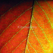 1122617-2-night-moves_watermark_card