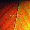 1122617-2-night-moves_watermark_thumb