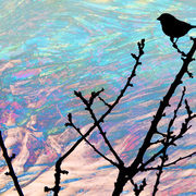 Sparrowsmall_card
