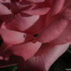Img_0321_thumb