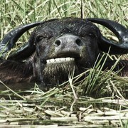 Bufalo_card