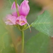 Dreaming_flower_card