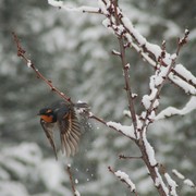 Winter_flight_card