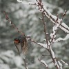 Winter_flight_thumb