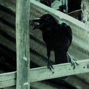 Cawing_crow_card