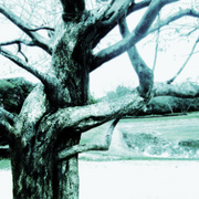 Gaus_spookey_tree_2_card