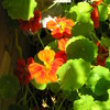 Nasturtiums_thumb