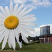 Daisy__wood__fiberglass__steel__25x5_6m_square