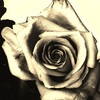 Flwer_rose_2008__6__sketch_dla60_thumb