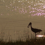 Bird_sillouette_card