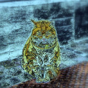 Hgtftf_card