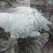 Frozen_roots_card