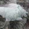 Frozen_roots_thumb