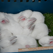 Aboxofbabybunnies_card