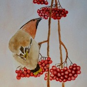 R_bird_card