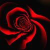 Pam_amos_red_rose12_thumb