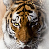 _mg_2454-tiger_thumb