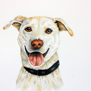 White_dog_1_card