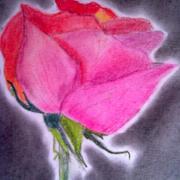 Rose_card