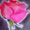 Rose_thumb