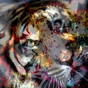 Layers_tigers_eye_card