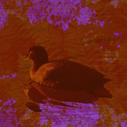 Coottexturetoosmall_card