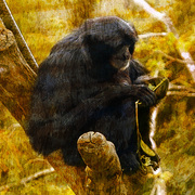 Goldenjunglesmaller_card