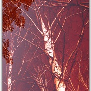 Untitled-y1_card