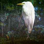 Swampbirdtoosmall_card