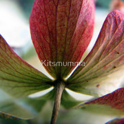 1110763-1-better-with-age_watermark_card