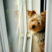 Jack_in_window_022_card
