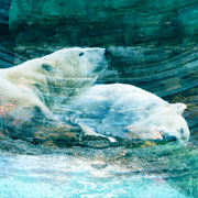 Polarbearsmall_card
