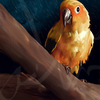 Atlanta_parrot_thumb