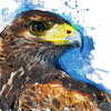 Eagle_focus_thumb