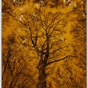 Untitled-51_card