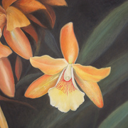 Cattleya_lr_card