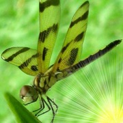 Dragonfly2_card
