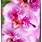 Photo-9_card