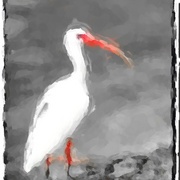 Photo_card