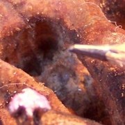 Closeup__2_v_card