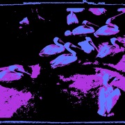 Photo_copy_13_card