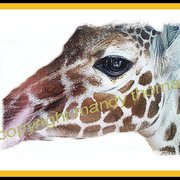 Giraffe123467_card
