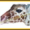 Giraffe123467_thumb