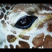 Giraffe_close_eye_1_card