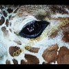 Giraffe_close_eye_1_thumb