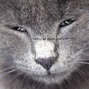 Micio_card