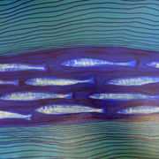 Swim_for_life_card